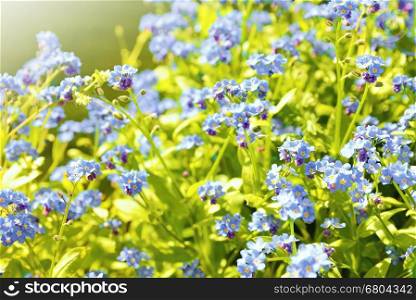 Closeup of the Forget me not plant (Myosotis sylvatica). This plant has small blue blossom and green leaves.