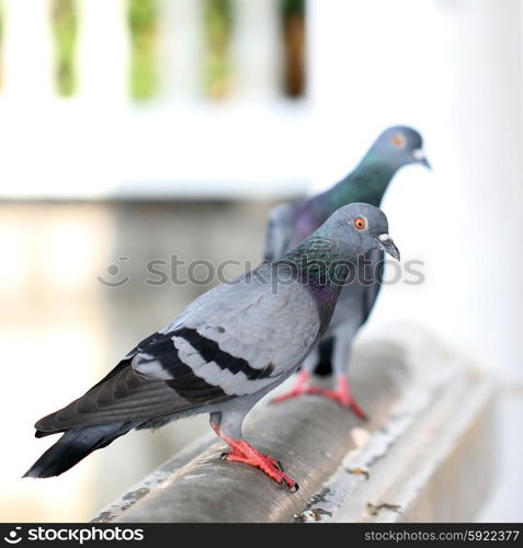 Closeup of the freedom pigeon