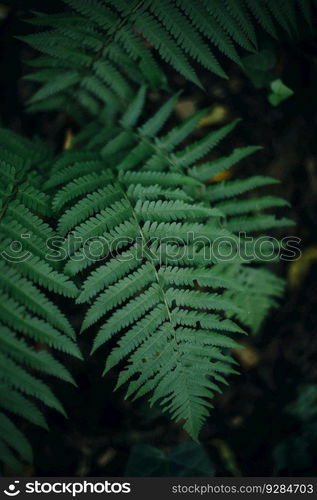 Closeup of the green ferns in the forest