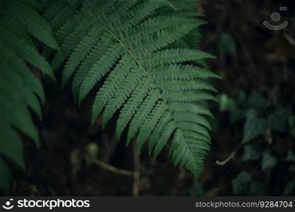 Closeup of the green ferns in the forest