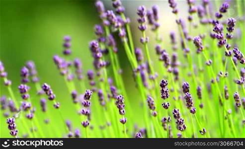 Closeup of the lavender flowers