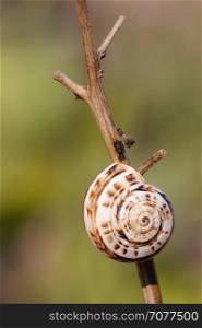 Closeup of the nature of Israel. Closeup of the nature of Israel - snail shell on a branch