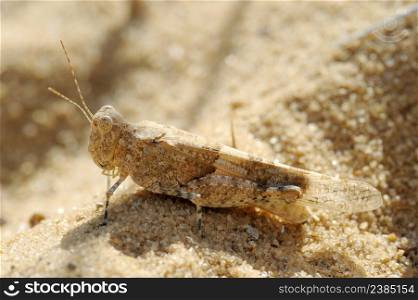 Closeup of the nature of Israel - grasshopper on the sand. Closeup of the nature of Israel