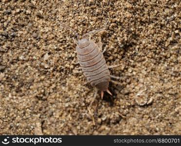 Closeup of the nature of Israel - woodlice on the sand. Closeup of the nature of Israel