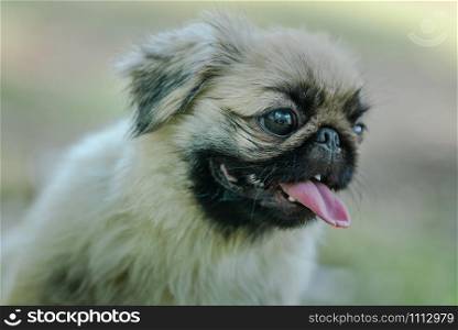 Closeup of the Pekingese is an ancient breed of toy dog, originating in China with tongue hanging