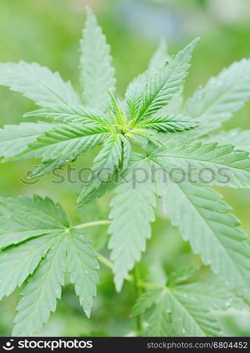 Closeup of the plant and leaves of the Marijuana (Cannabis) plant.