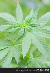 Closeup of the plant and leaves of the Marijuana (Cannabis) plant.
