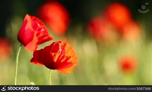 Closeup of the poppy flowers in springtime