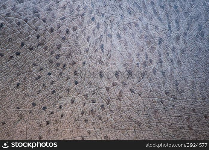 Closeup of the skin of a hippopotamus, Hippopotamus amphibius, background pattern