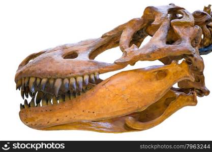 closeup of the skull of Tyrannosaurus rex isolated