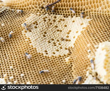 Closeup of the small honeycomb from the natural farm, select focus.