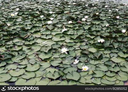 Closeup of the water lilies in the lake