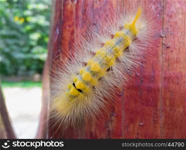 Closeup of the yellow caterpillar