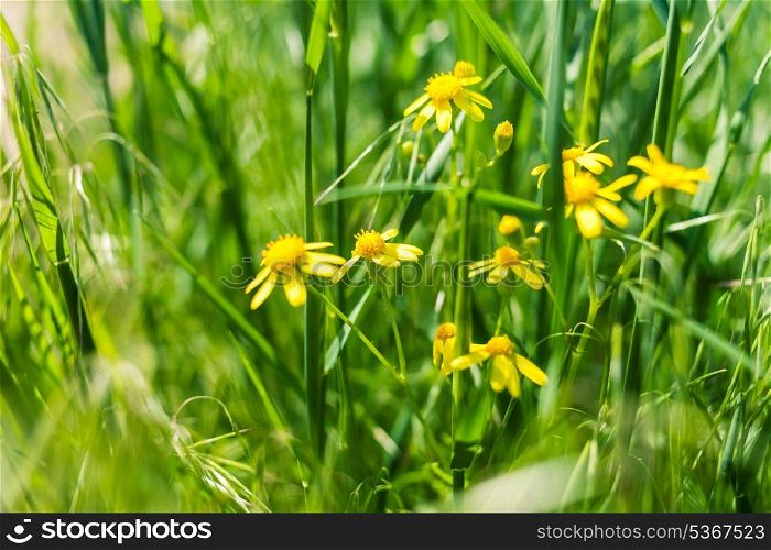 closeup of the yellow flowers in fresh grass