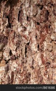 Closeup of tree bark with details of tree as background in brown