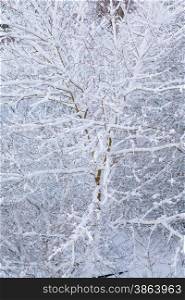 Closeup of tree branch covered with white fresh snow as nature background. Winter season and seasonal specific. Christmas.