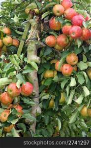 closeup of tree full of red and yellow apples