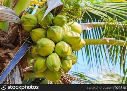 closeup of tropical coconut on tree in thailand