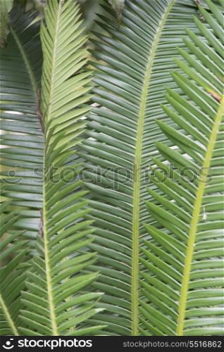 Closeup of tropical green leaves, Finca El Cisne, Honduras
