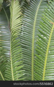 Closeup of tropical green leaves, Finca El Cisne, Honduras