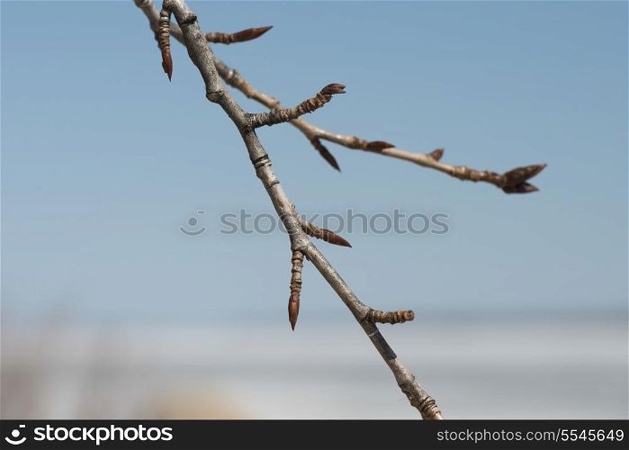 Closeup of twigs, Hecla Grindstone Provincial Park, Manitoba, Canada