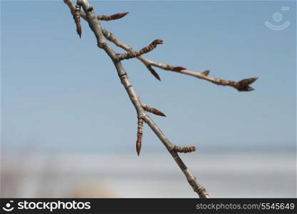Closeup of twigs, Hecla Grindstone Provincial Park, Manitoba, Canada