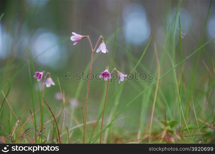 Closeup of twinflowers at soft background from low perspective