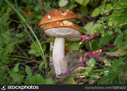 Closeup of two beautiful red-capped mushrooms in green grass lit by sunbeams of late summer with the undulation on their caps, which look like smiley