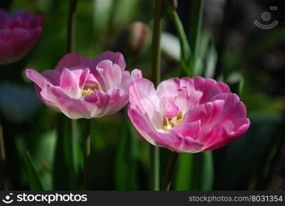 Closeup of two pink tulips in a flower bed