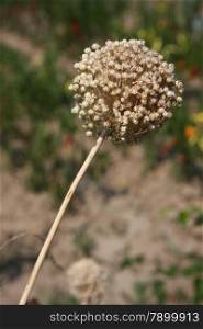 Closeup of unknown plant on Greek island Skopelos