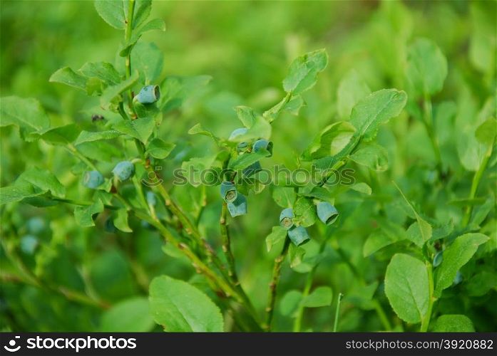Closeup of unripe blueberries at shiny green twigs