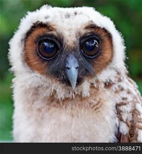 closeup of ural owl or strix uralensis bird