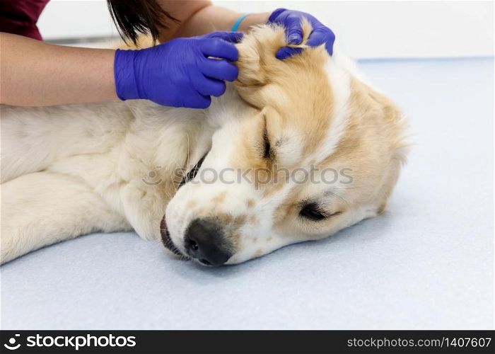 Closeup of veterinarian checks the ear of a Central asian shepherd dog. Dog under medical exam. Veterinarian doing the procedure of inspection of auricle. Pet, care, dog ear disease concept