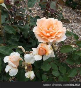 Closeup of vibrant apricot-colored Roses. Macro shot.