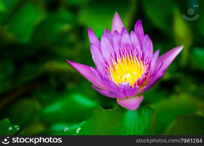 Closeup of Violet Lotus in the pond