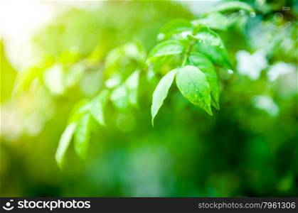 Closeup of water drop on fresh green leaf