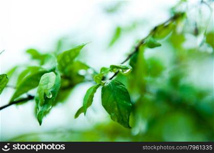 Closeup of water drop on fresh green leaf