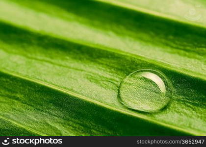 closeup of water drop on fresh leaf, macro