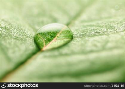 closeup of water drop on fresh leaf macro