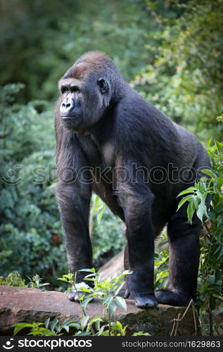 Closeup of Western Lowland Gorilla