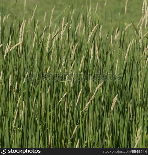 Closeup of wheat field, East Selkirk, Manitoba, Canada