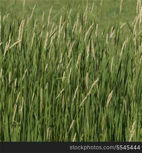Closeup of wheat field, East Selkirk, Manitoba, Canada