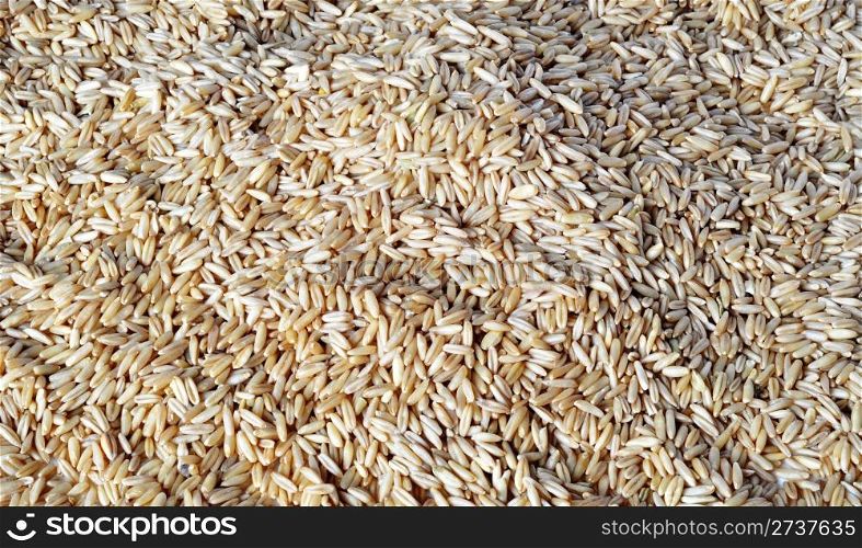 Closeup of wheat grains