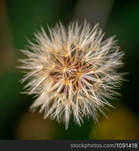 Closeup of white and fluffy seed head (blowball) on dark green background