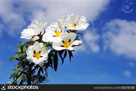closeup of white cistus ladanifer flowersin sky