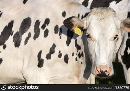 closeup of white cow with black spots in morning sunlight