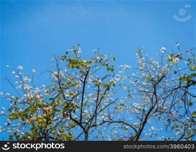 closeup of white flower and blue sky