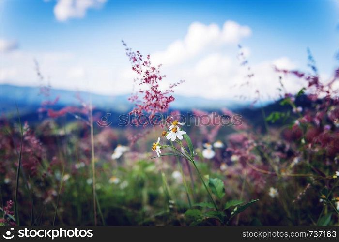 Closeup of white flower on mountain landscape