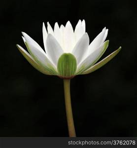 closeup of white lotus flower on black background