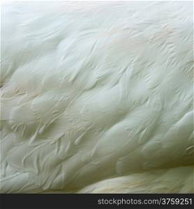 Closeup of white Swan feathers background texture
